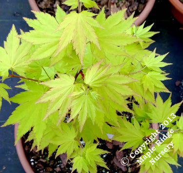 Acer shirasawanum 'Jordan' - mapleridgenursery